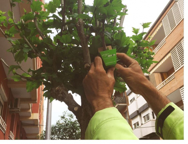 Realitzat el tractament biològic per combatre el pugó dels arbres del municipi